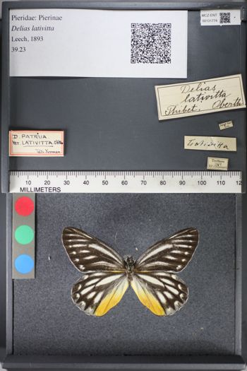 Media type: image;   Entomology 131774